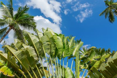 Fan palm tree and coconut palm tree leafs over bright blue sky
