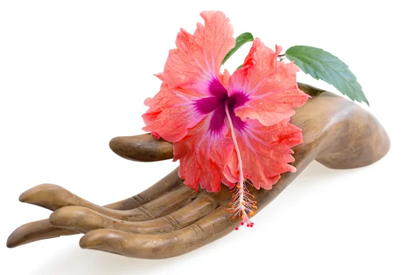Помаранчева та рожева квітка гібіскуса на дерев'яній статуетці рук — стокове фото