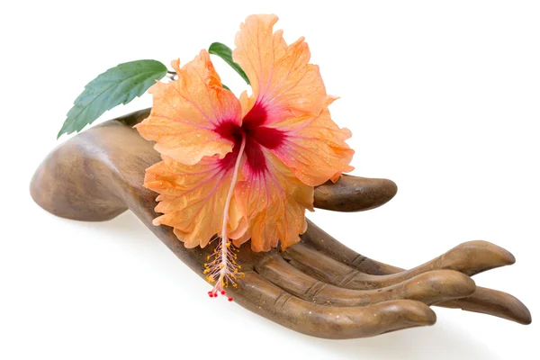 Flor de hibisco laranja e rosa na estatueta de mão de madeira — Fotografia de Stock