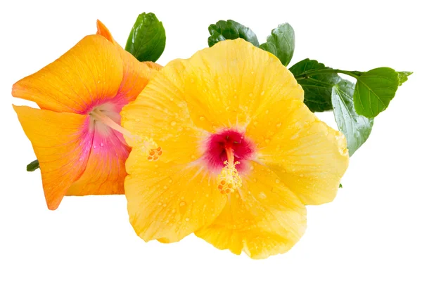 Gula och orange hibiscus, tropiska blommor isolerad på vita b — Stockfoto