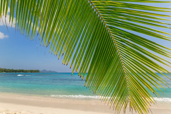 View at turquoise blue lagoon through coconut palm tree branch — Stock Photo, Image