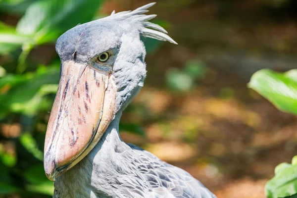 African Shoebill (Balaeniceps rex) also known as Whalehead or Sh — Stock Photo, Image