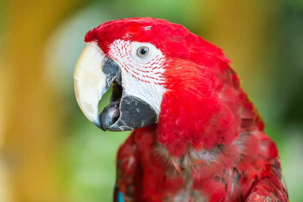 Loro guacamayo escarlata — Foto de Stock