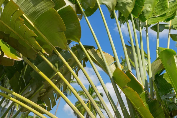 Palm stromu větve nad modrá obloha — Stock fotografie
