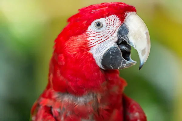 Pappagallo Scarlatto, da vicino, su sfondo verde — Foto Stock