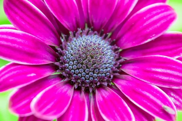 Lila-rosa cazania blomma på grön bakgrund — Stockfoto