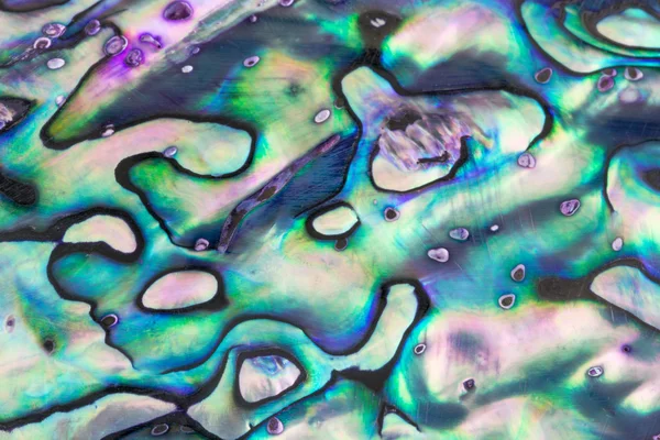Крупный план голубой жемчужной раковины морского ушка . — стоковое фото