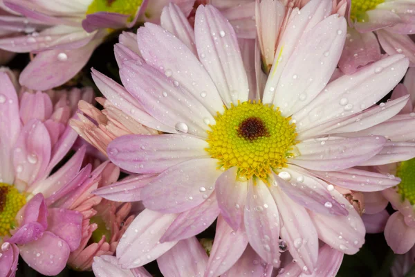 Rosa engelska prästkragar (bellis perennis) — Stockfoto