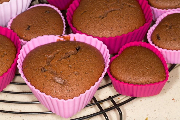 Muffins de chocolate recién horneados enfriamiento en bandeja de metal — Foto de Stock