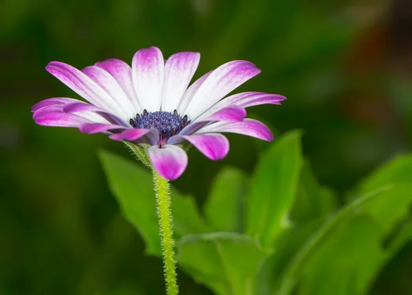 Rosa gerbera blomma, grunt dof — Stockfoto