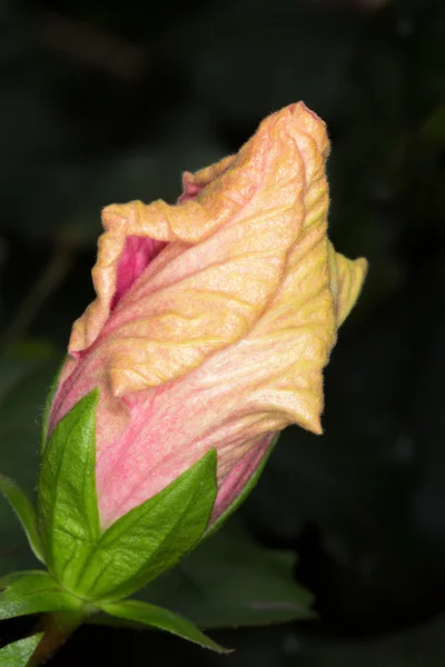 Rosa och gula hibiscus flower bud, närbild — Stockfoto