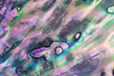 Mavi inci Abalone shell, yakın çekim