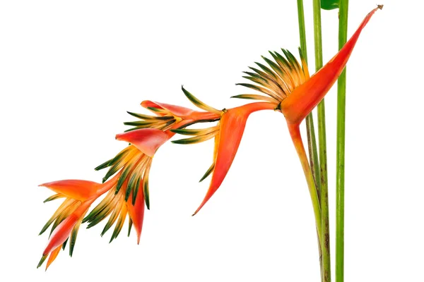 Flor tropical Pájaro del Paraíso, aislado sobre fondo blanco — Foto de Stock