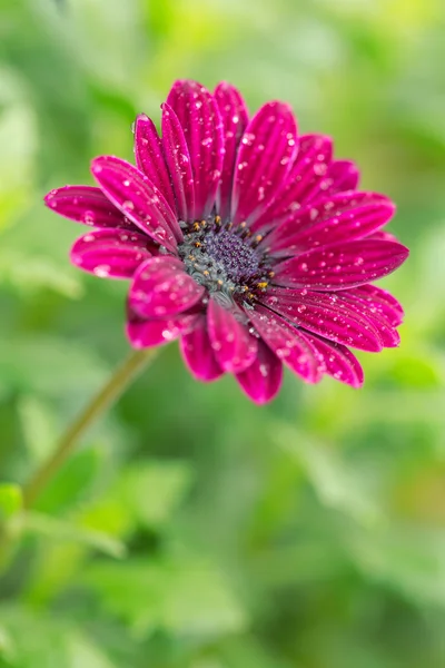 緑の背景に濃いピンク色ガーバー花 — ストック写真