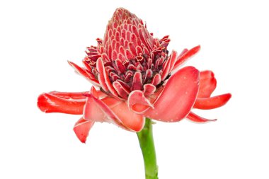 tropikal çiçek kırmızı meşale zencefil (etlingera elatior veya zingibera