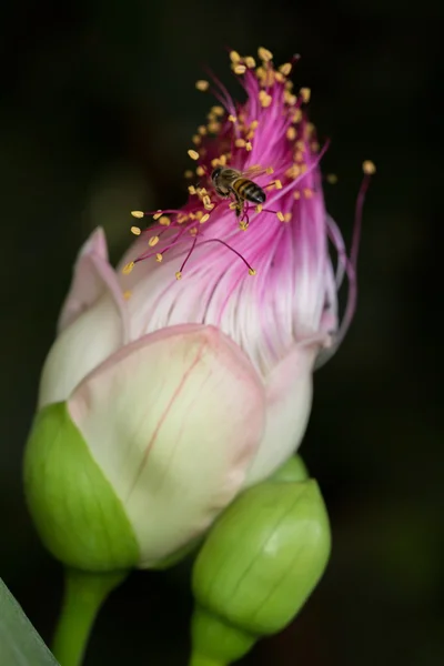 Flower of Fish poison tree or of Barringtonia asiatica, close up — Stock Photo, Image