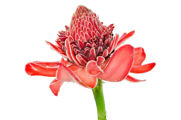 Tropische bloem rood fakkel gember (Curcuma elatior of zingibera — Stockfoto