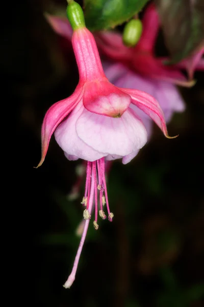 Fleur rose fuchsia — Photo