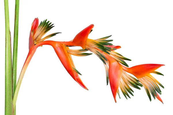 Parlak turuncu tropikal çiçek üzerinde beyaz izole cennet kuşu, — Stok fotoğraf