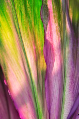 yeşil ve mor cordyline fruticosa bitki, kırmızı kenarlı bitki arka plan