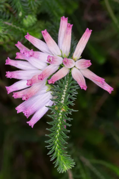 Beautiful exotic hanging pink flower