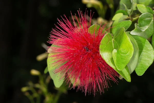 Fleur rouge Brownea grandiceps également connu sous le nom Rose du Venezuela — Photo