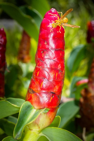 Fleur rouge tropical, en gros plan, avec une veste jaune abeille dessus — Photo