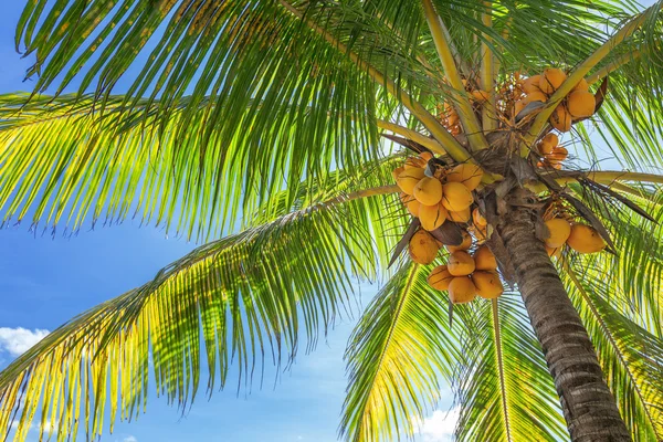 Botten-upp syn på en lång Palm med massor mogna kokosnötter, och — Stockfoto