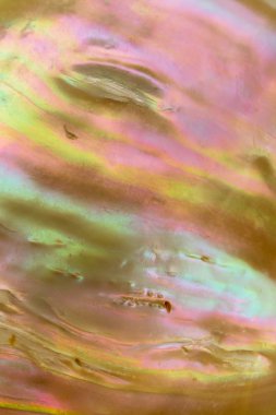 Nautilus shell arka plan, yakın çekim