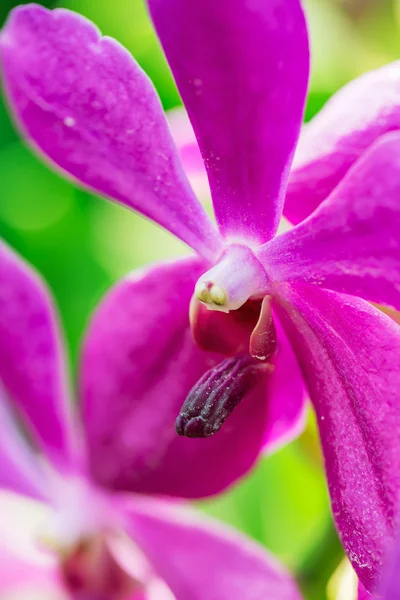 Flor rosa de la orquídea de Aranda Noorah Alsagoff, cerca — Foto de Stock