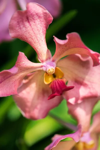 Vanda usha orchid bloem, close-up — Stockfoto