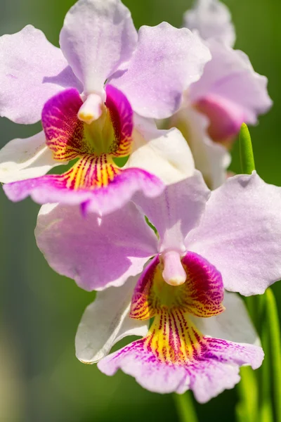 Rosa Vanda Miss Joaquim orquídea, flor nacional de Singapur, c — Foto de Stock