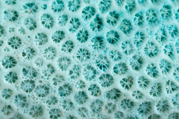 stock image Blue Coral structure background, close up