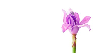 Tropik çiçek pembe meşale kızıl (Etlingera elatior veya zingiberaceae), kopya alanı ile beyaz arkaplanda izole edilmiştir. 