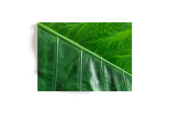 Summer Tropical Green Leave Rectangular Shape White Background Top View — Stock Photo, Image