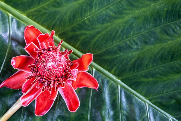 Red Torch Bunga Jahe Pada Daun Hijau Tampilan Atas Ruang — Stok Foto