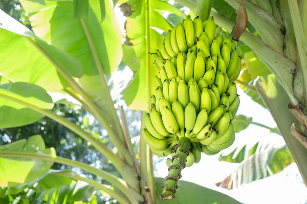 Syrové Zelené Banány Stromě — Stock fotografie