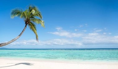 Sahildeki tek kıvrımlı hindistan cevizi palmiyesi, mavi gökyüzü ve kristal berrak deniz arkaplanı, fotokopi alanı, tropikal çarpıcı konsept