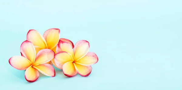 Frangipani Plumeria Frangipanni Fiore Sfondo Blu Copiare Spazio — Foto Stock