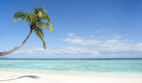 Palmeira Coco Curva Única Pela Praia Céu Azul Fundo Mar — Fotografia de Stock