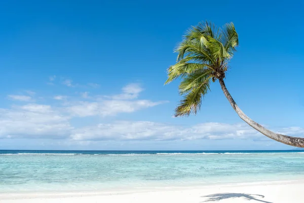 Ενιαία Φοινικόδεντρο Καρύδας Από Την Παραλία Μπλε Ουρανό Και Κρυστάλλινο — Φωτογραφία Αρχείου