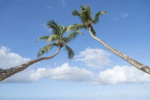 Two Tall Coconut Palm Trees Blue Sky Clouds — Foto de Stock