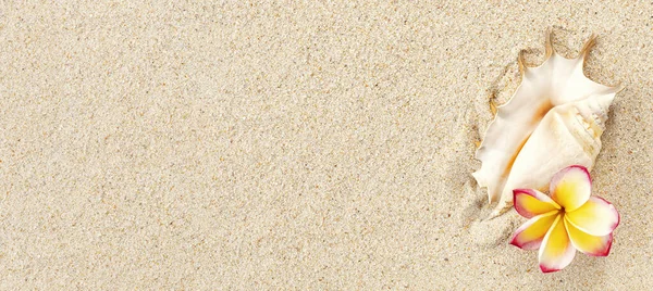 Single Sea Shell Pink Yellow Frangipani Flower Sand Background Copy — Stock Photo, Image