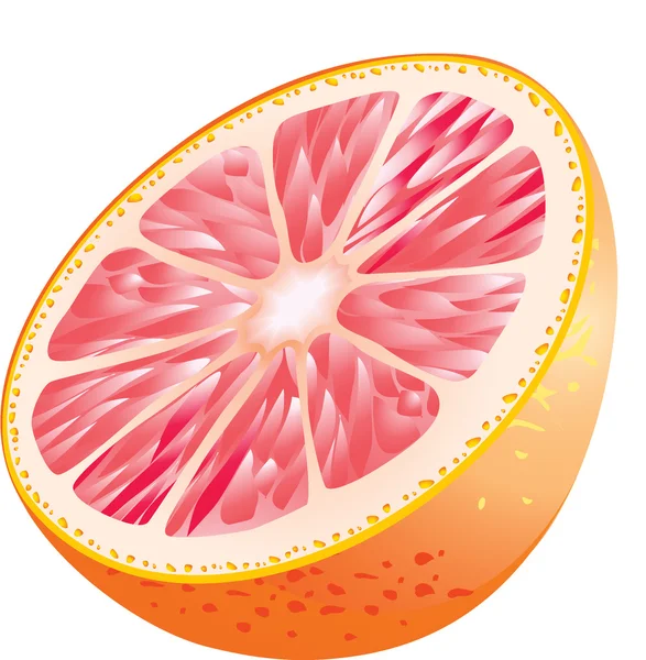 Vektor grapefrukt — Stock vektor