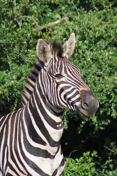 Burchells Zebra — Fotografia de Stock