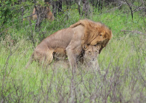 Löwenpaarung 2 — Stockfoto