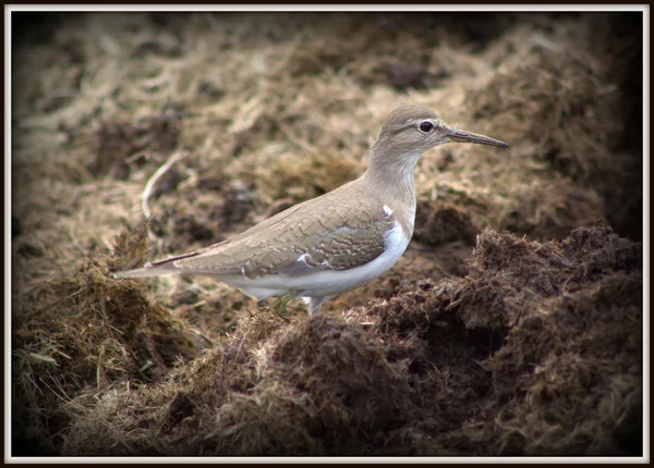 Plover sarvikuonossa midden 3 — kuvapankkivalokuva