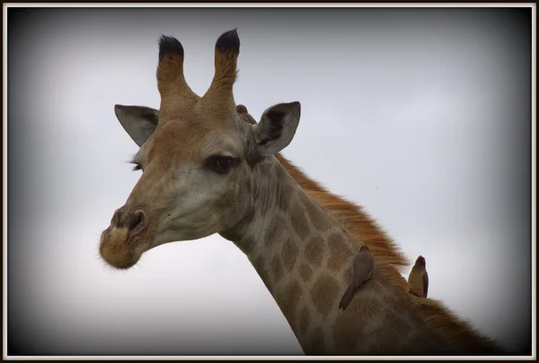 Жирафа з Oxpecker — стокове фото