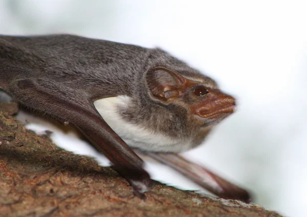 Maurische Grabfledermaus Stockbild