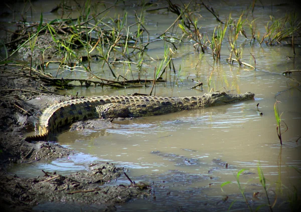 Krokodýl ležící v shalows. — Stock fotografie